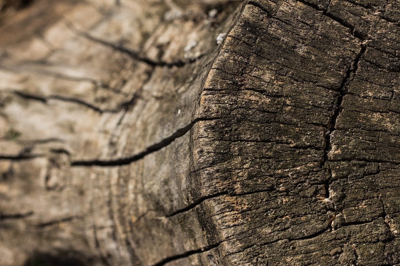 What Is FSC? An Explanation from V4 Woodflooring®