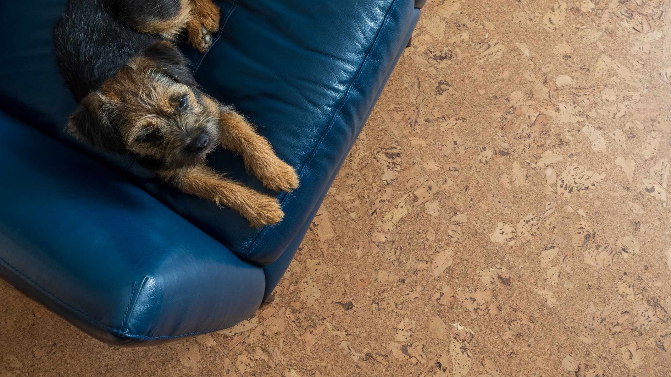 cork flooring with a dog on a sofa