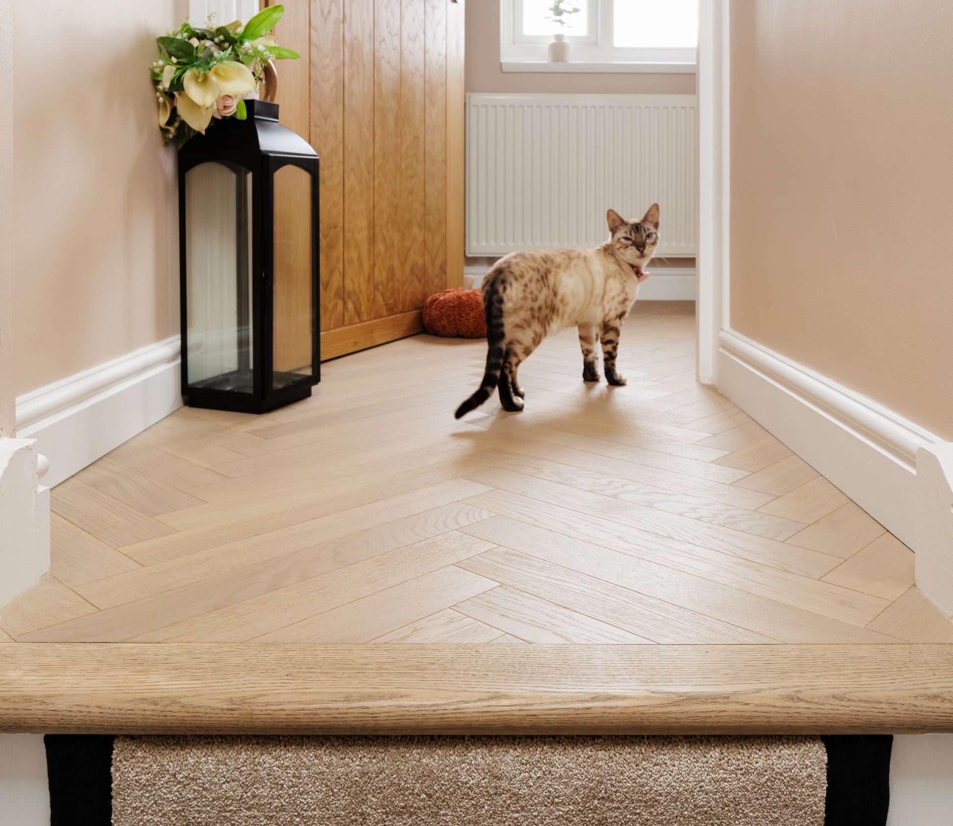 Tundra Seashell herringbone in a hallway with a cat