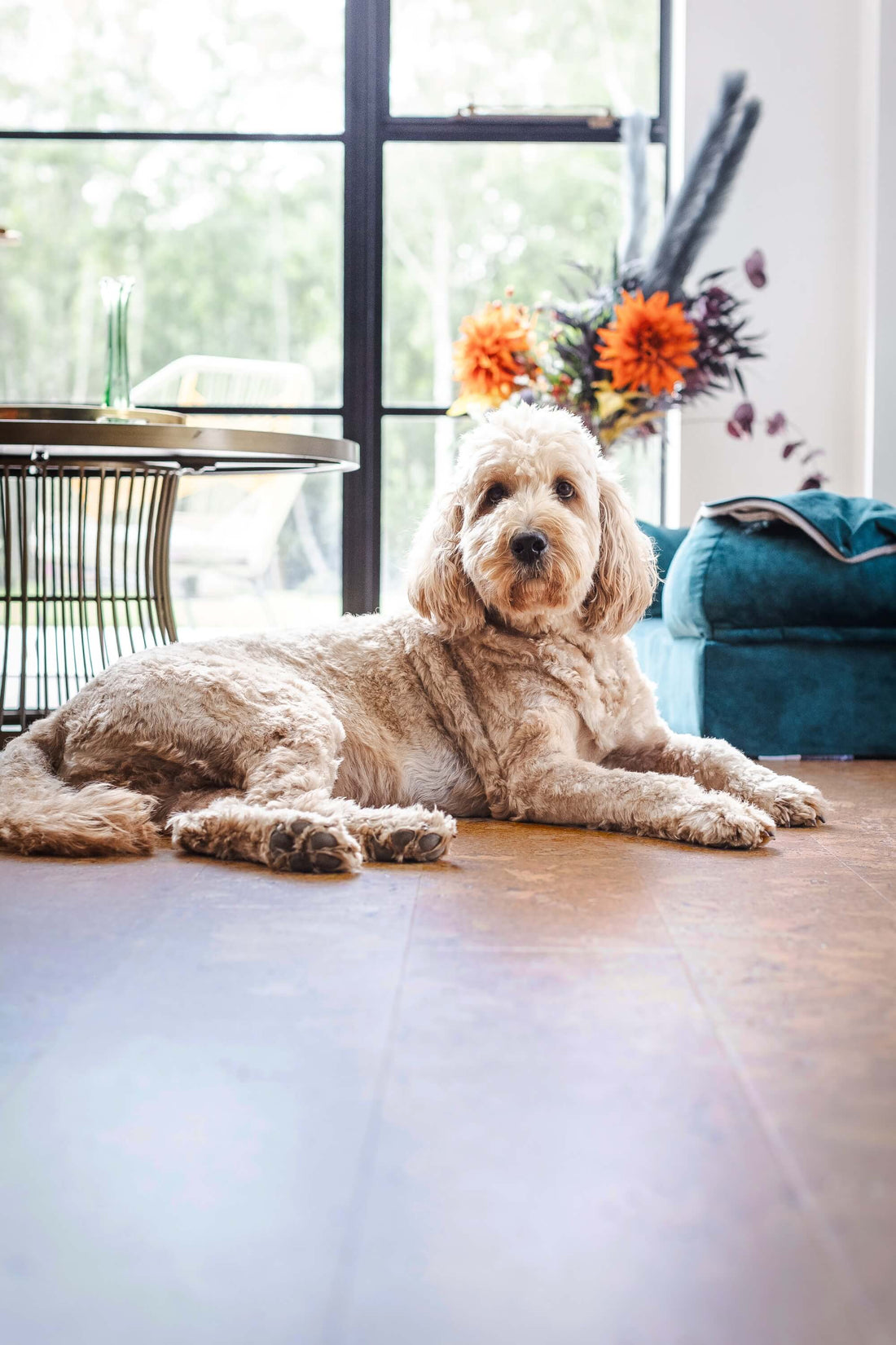 Comfortable pet friendly cork in home design