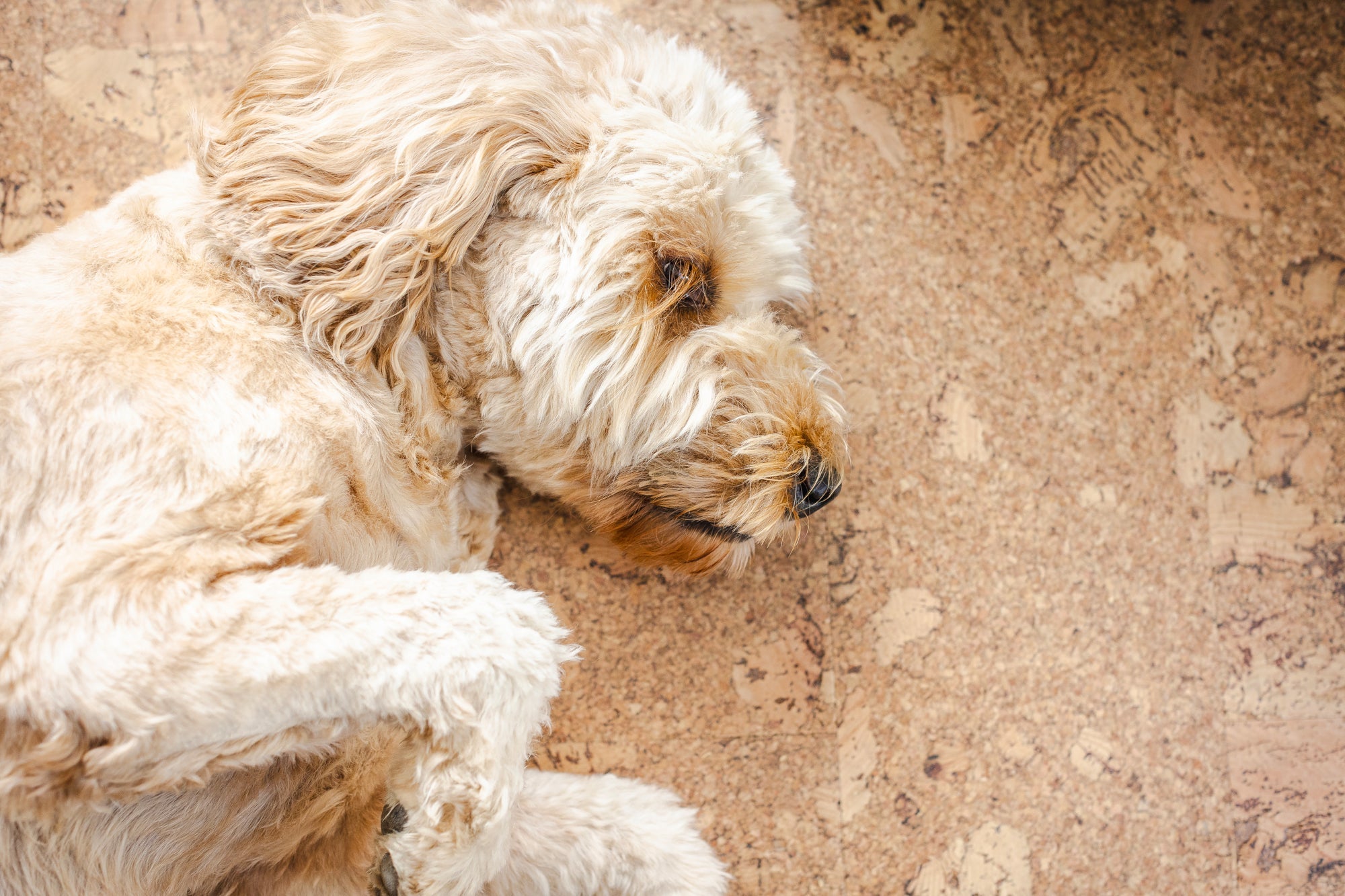 Wicanders Cork Floors & Wall Cladding