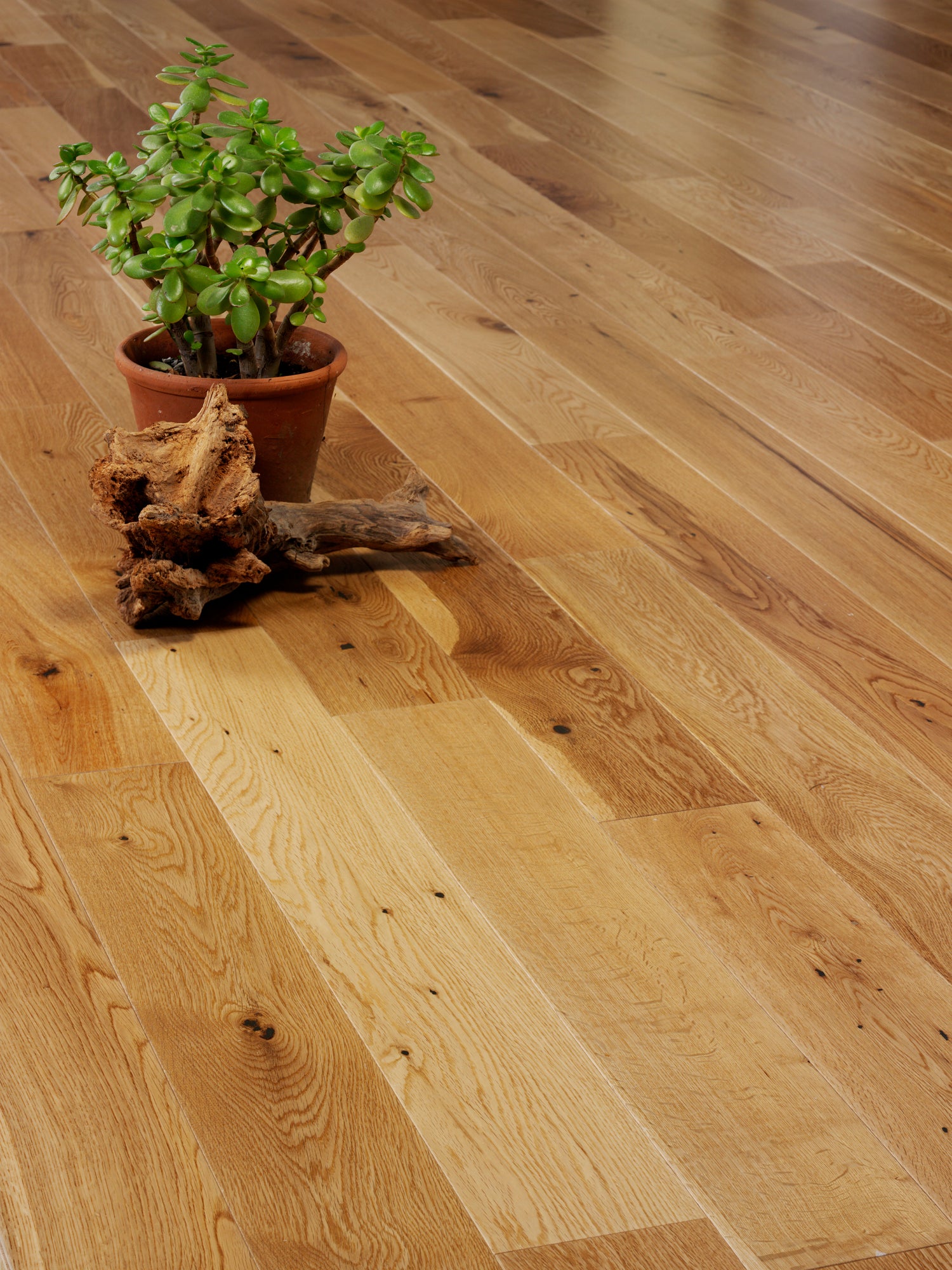 Alpine Sunlit oak with a plant pot 