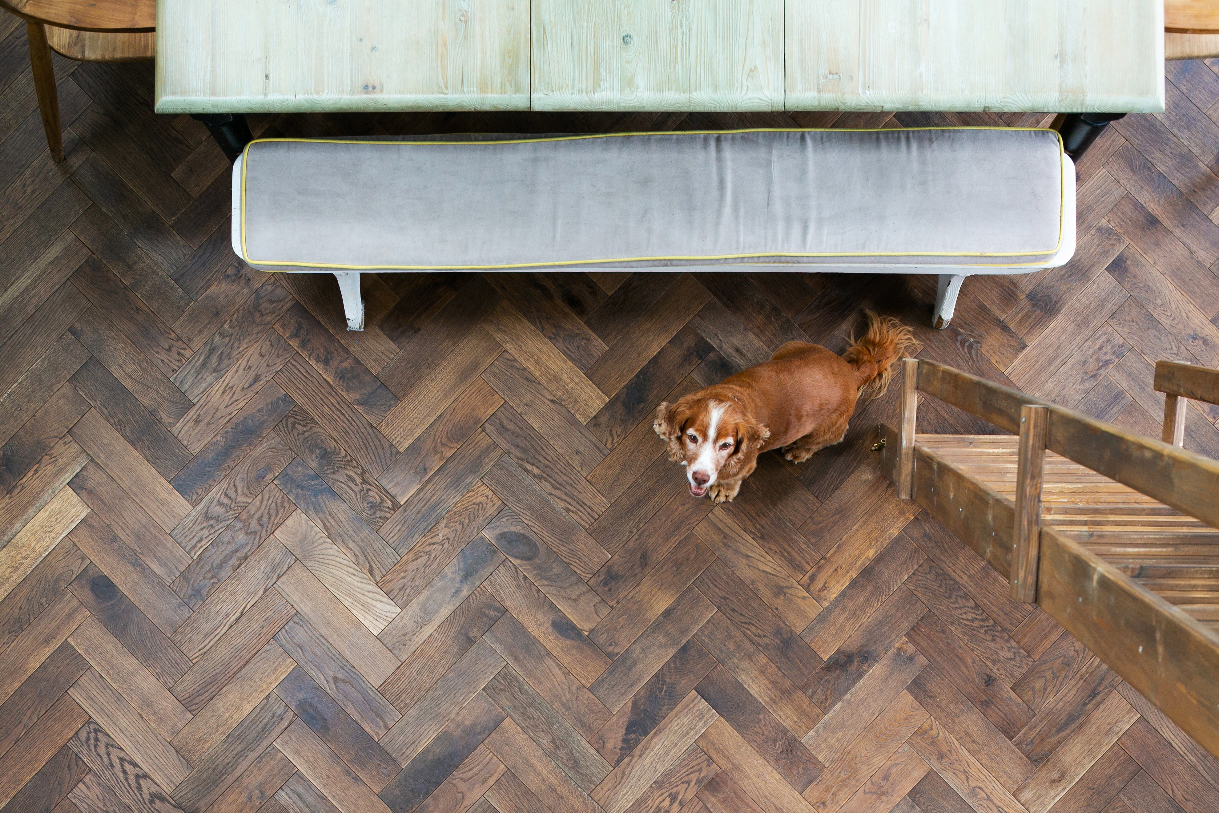 looking down on a parquet wood floor with a dog looking up