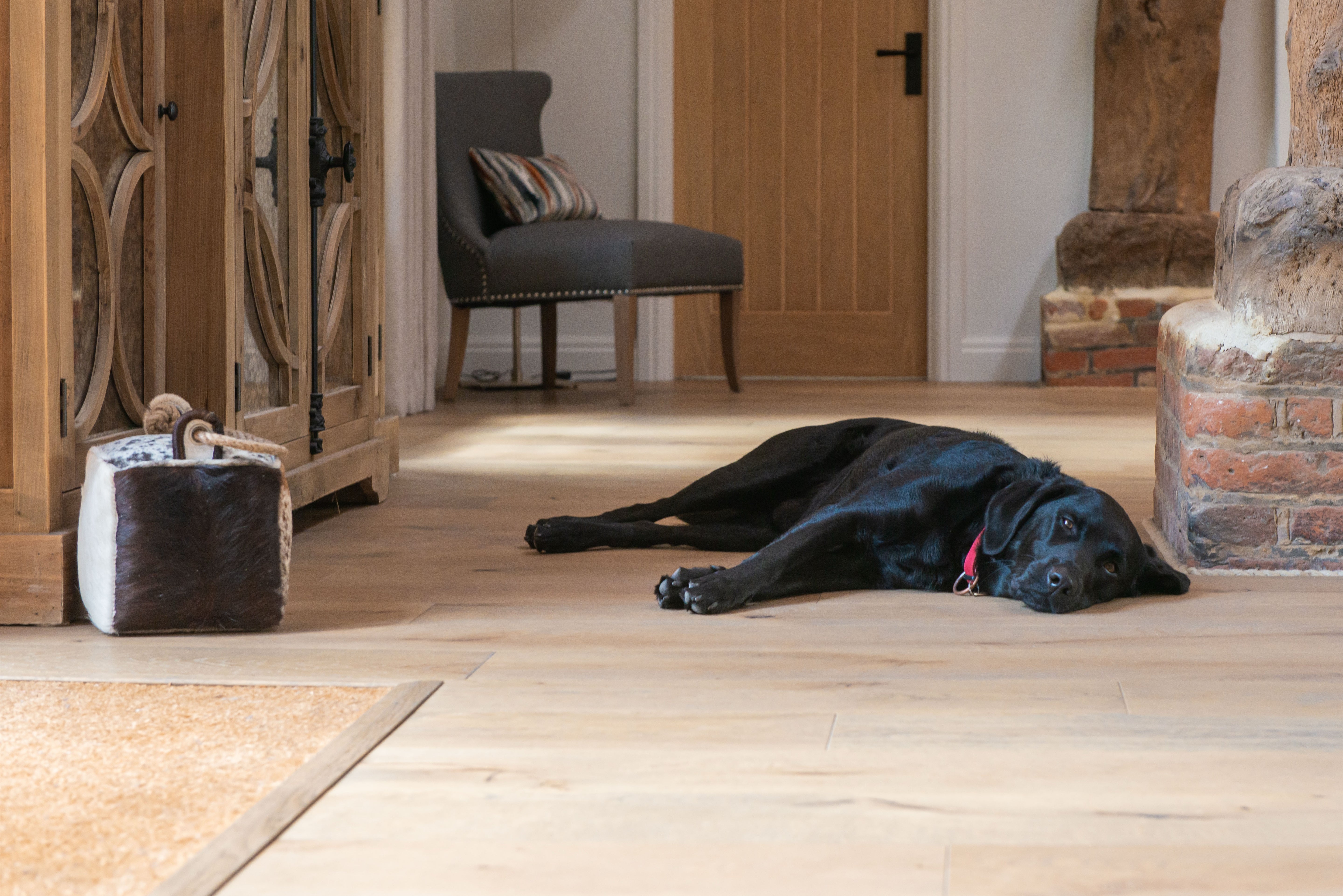 dog laying on v4 wood flooring