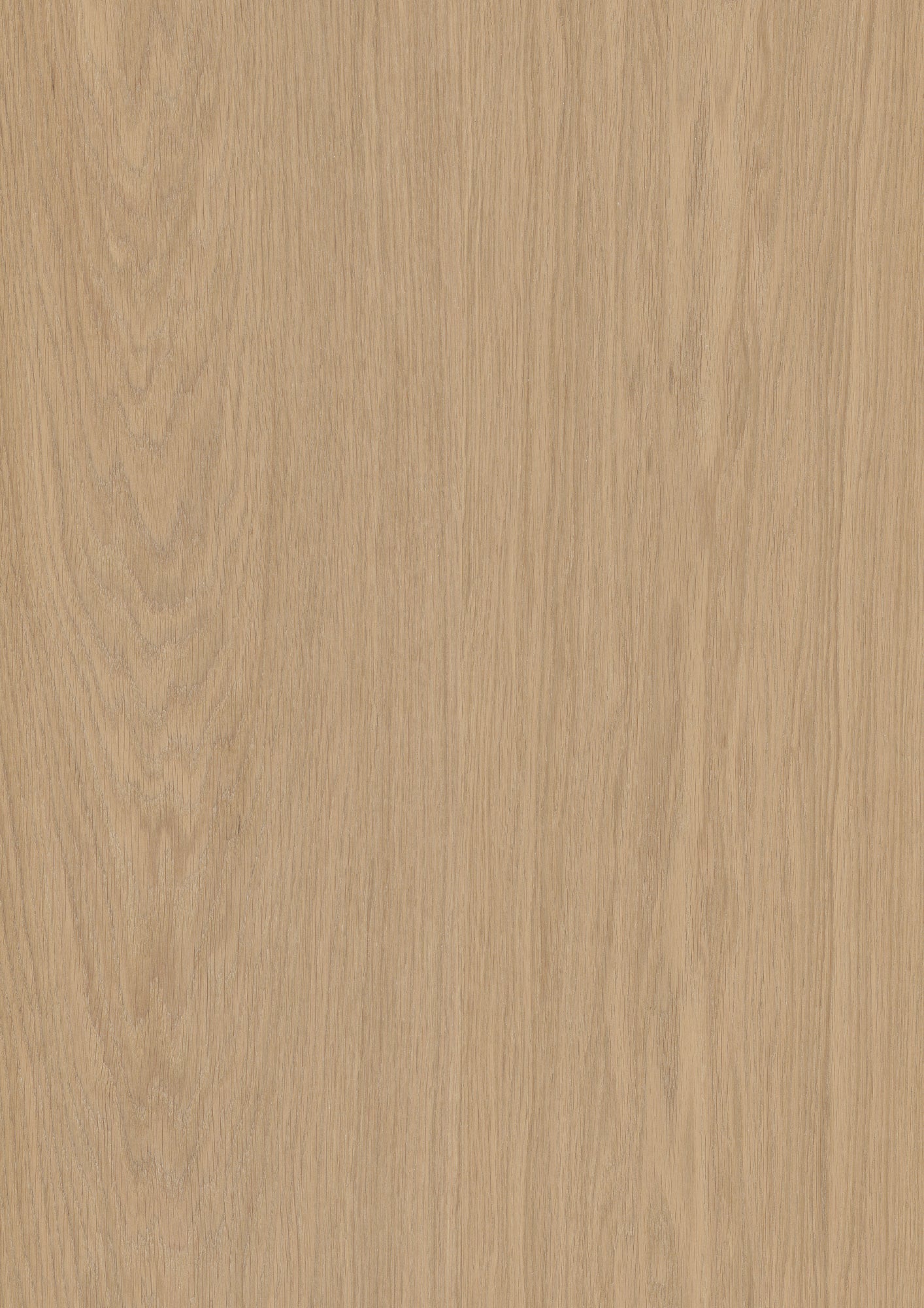 Misty White Oak