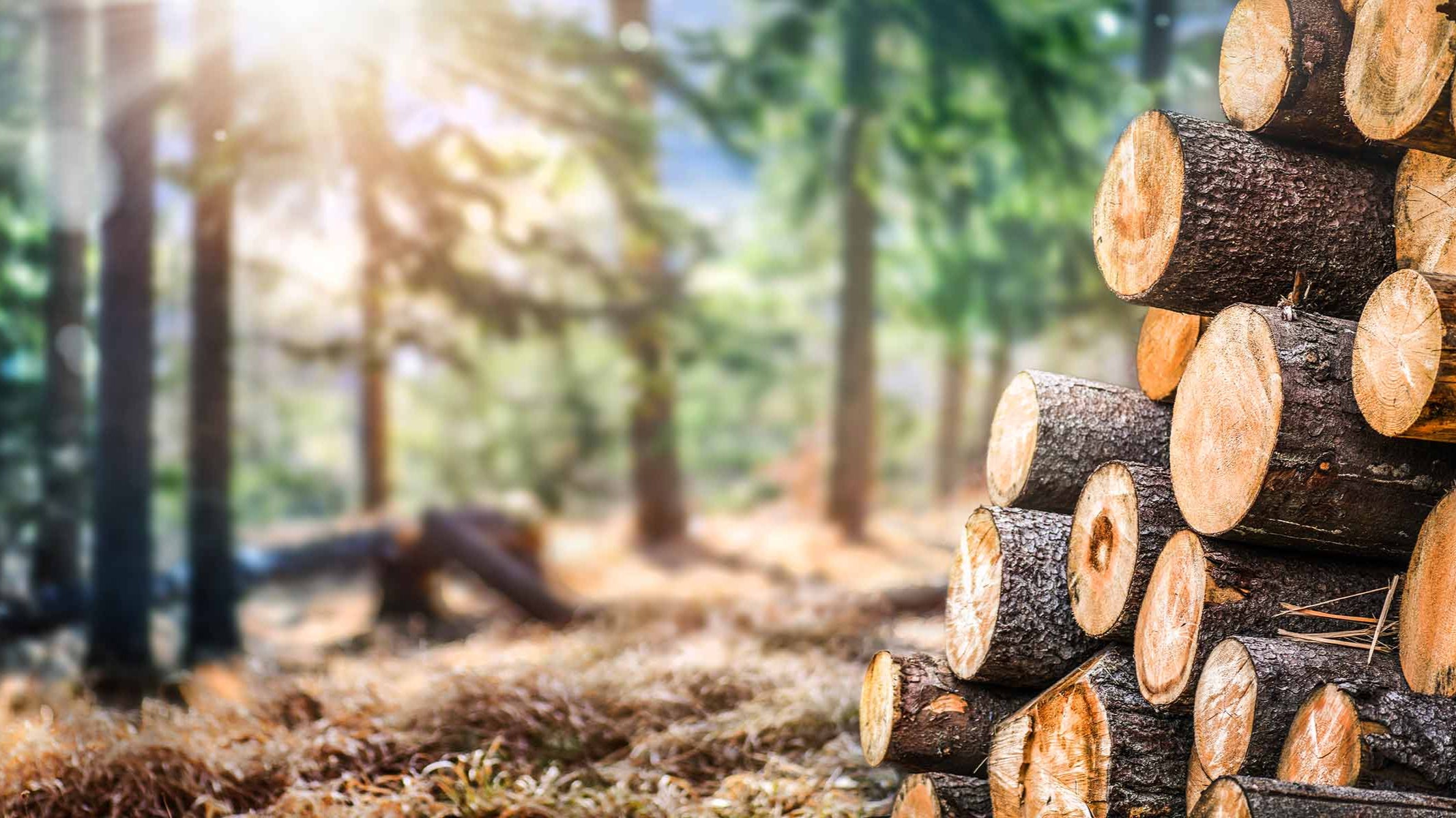 trees ready for wood floor production