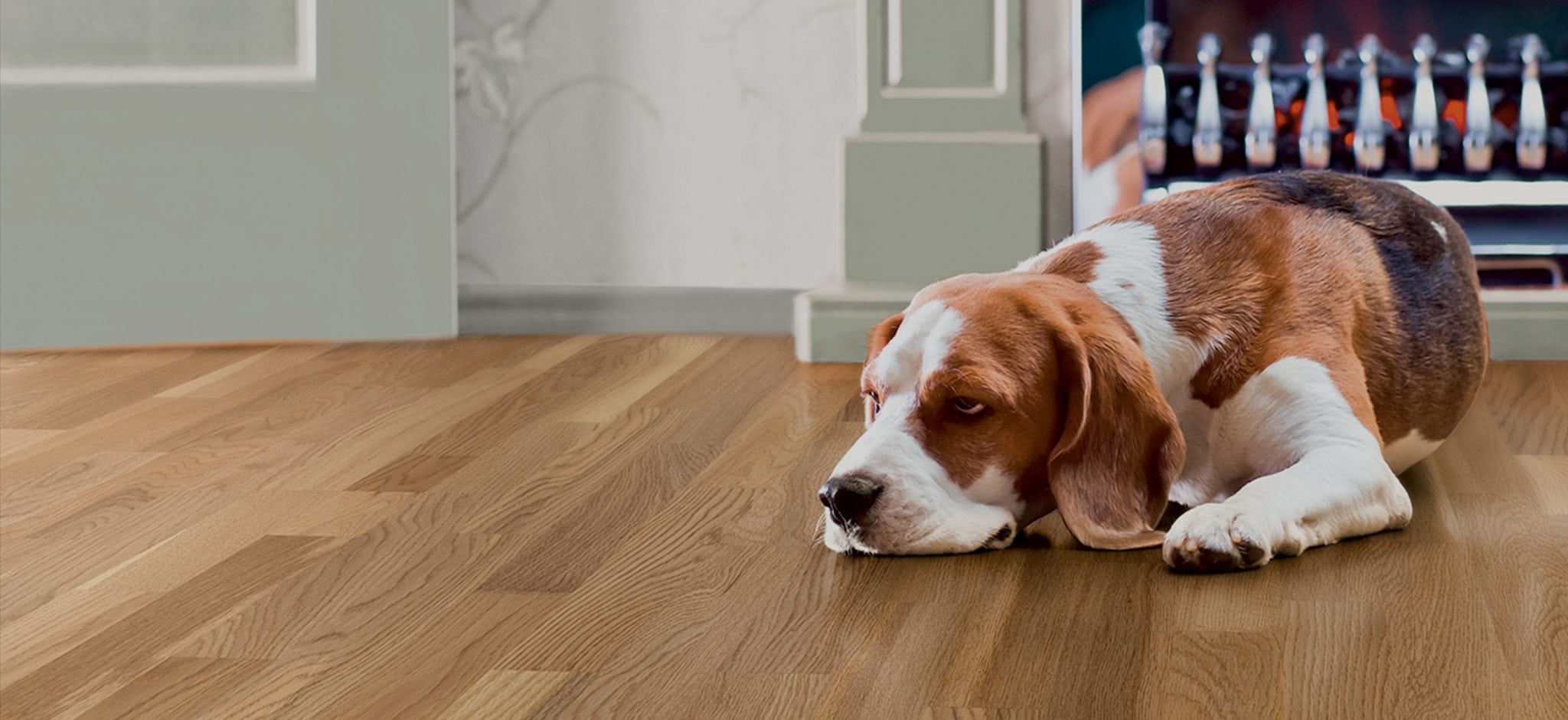 beagle dog on oak wood floor