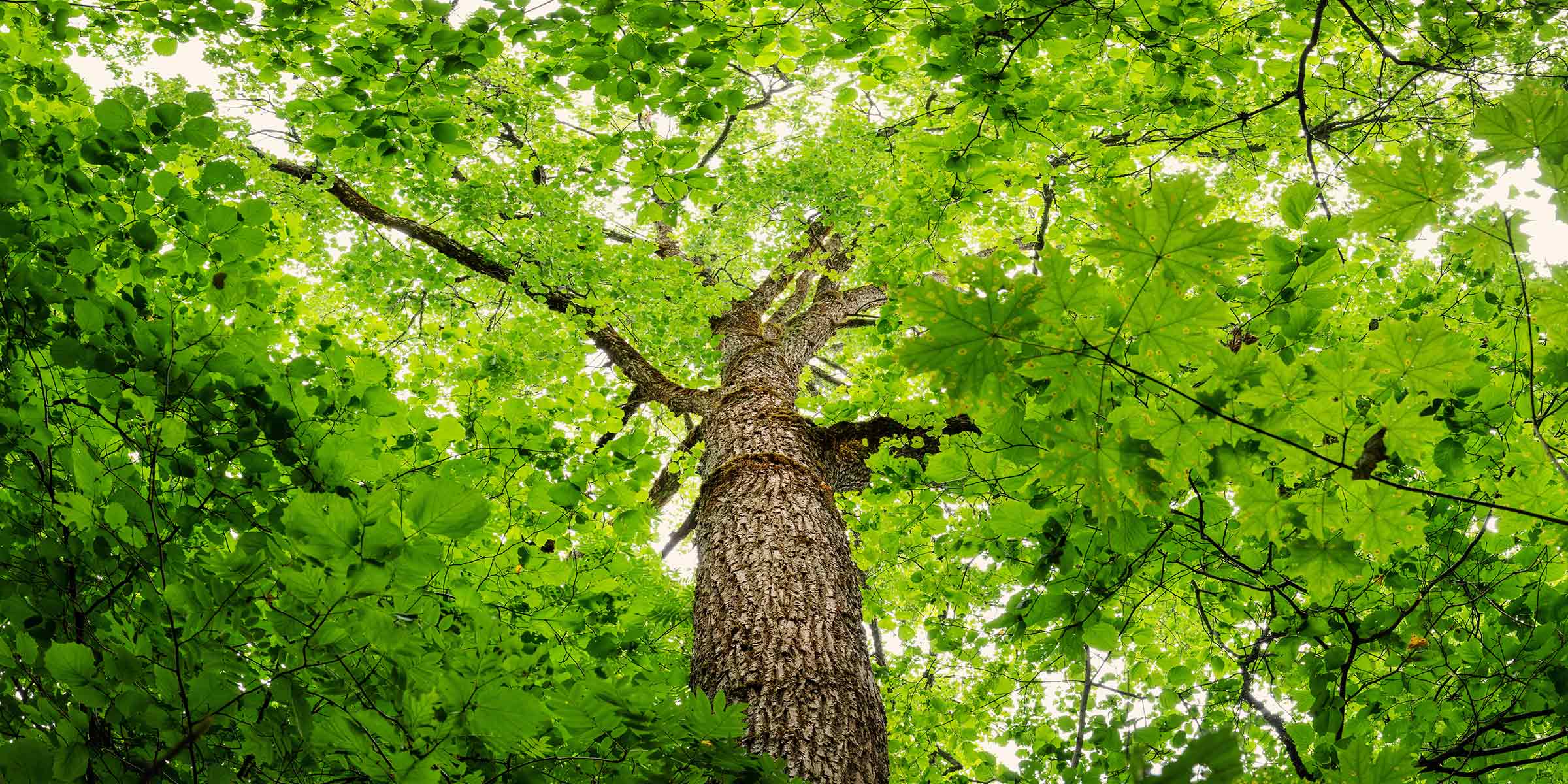 looking up at the top of a tree from the ground, green leafy foliage