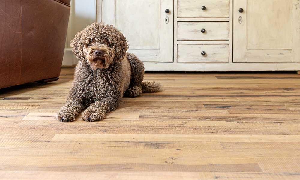 Labradoodle puppy sitting on the floor in front of a set of drawers