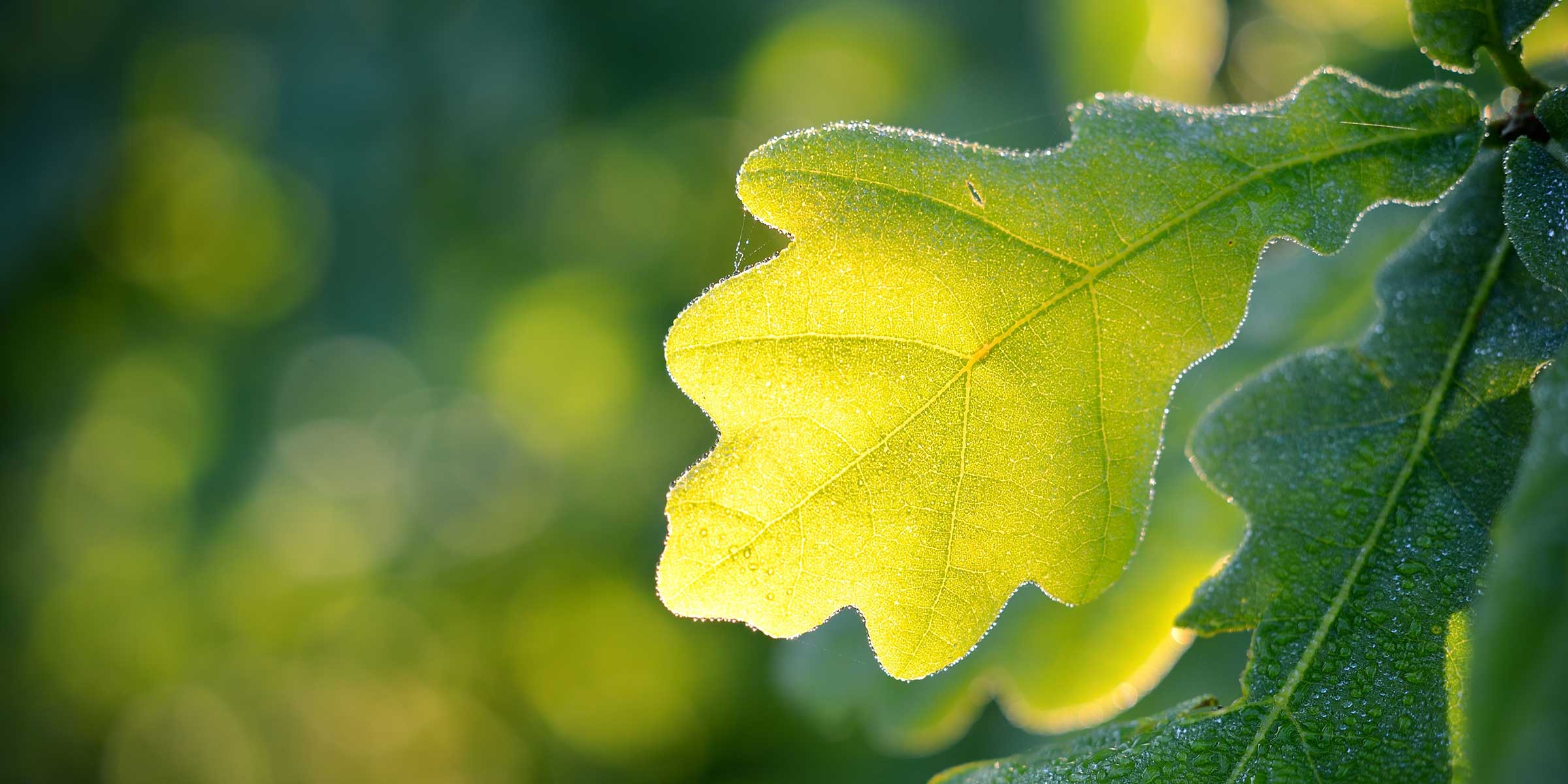 light green oak leaf with the sun shining through it