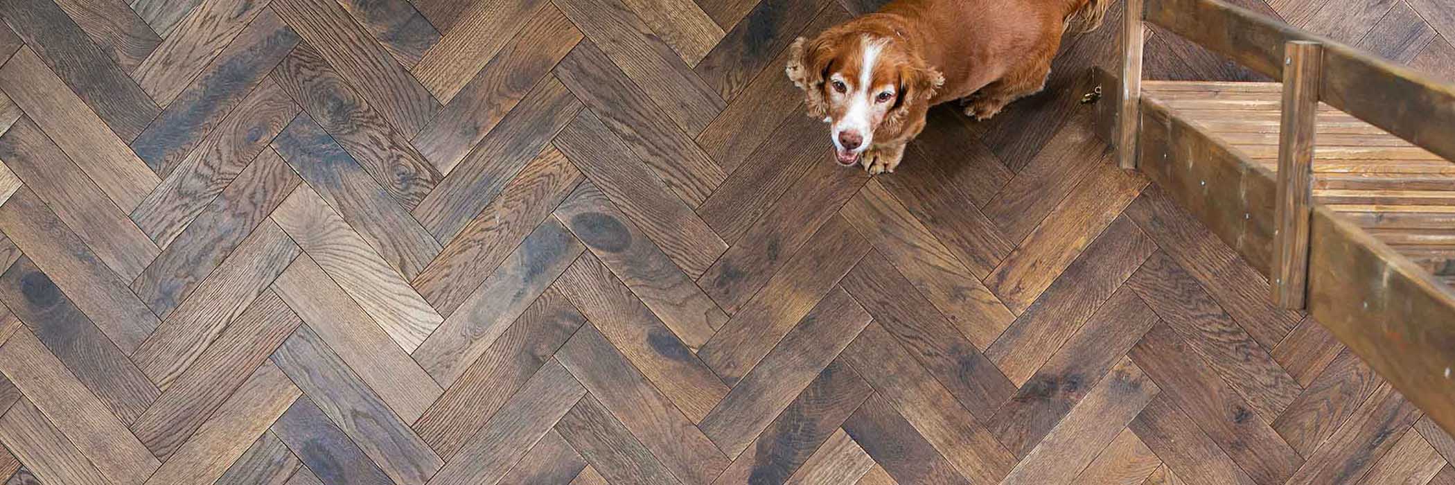 brown and white spaniel on a beautiful dark herringbone oak wood floor