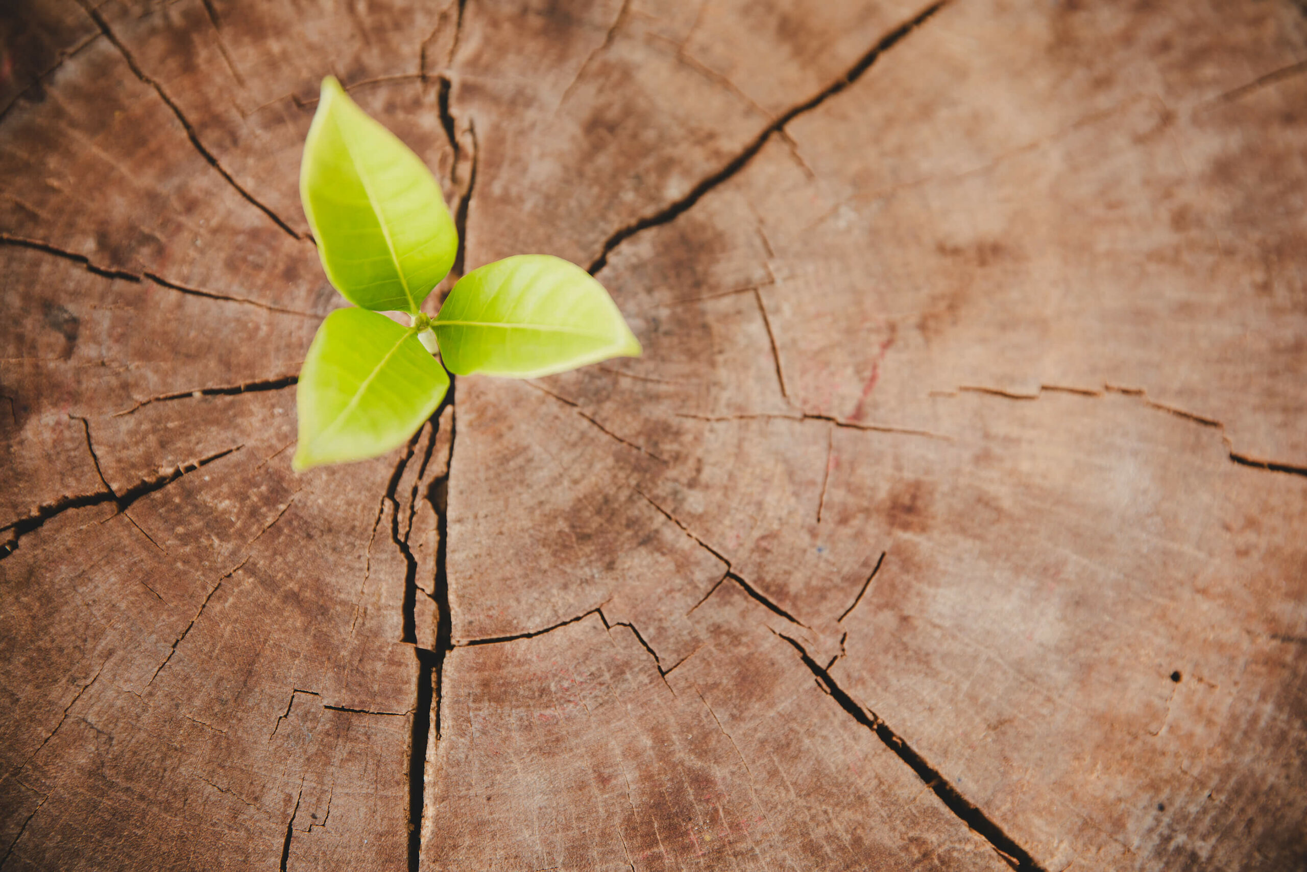 a tiny green sapling growing out of a tree trunk