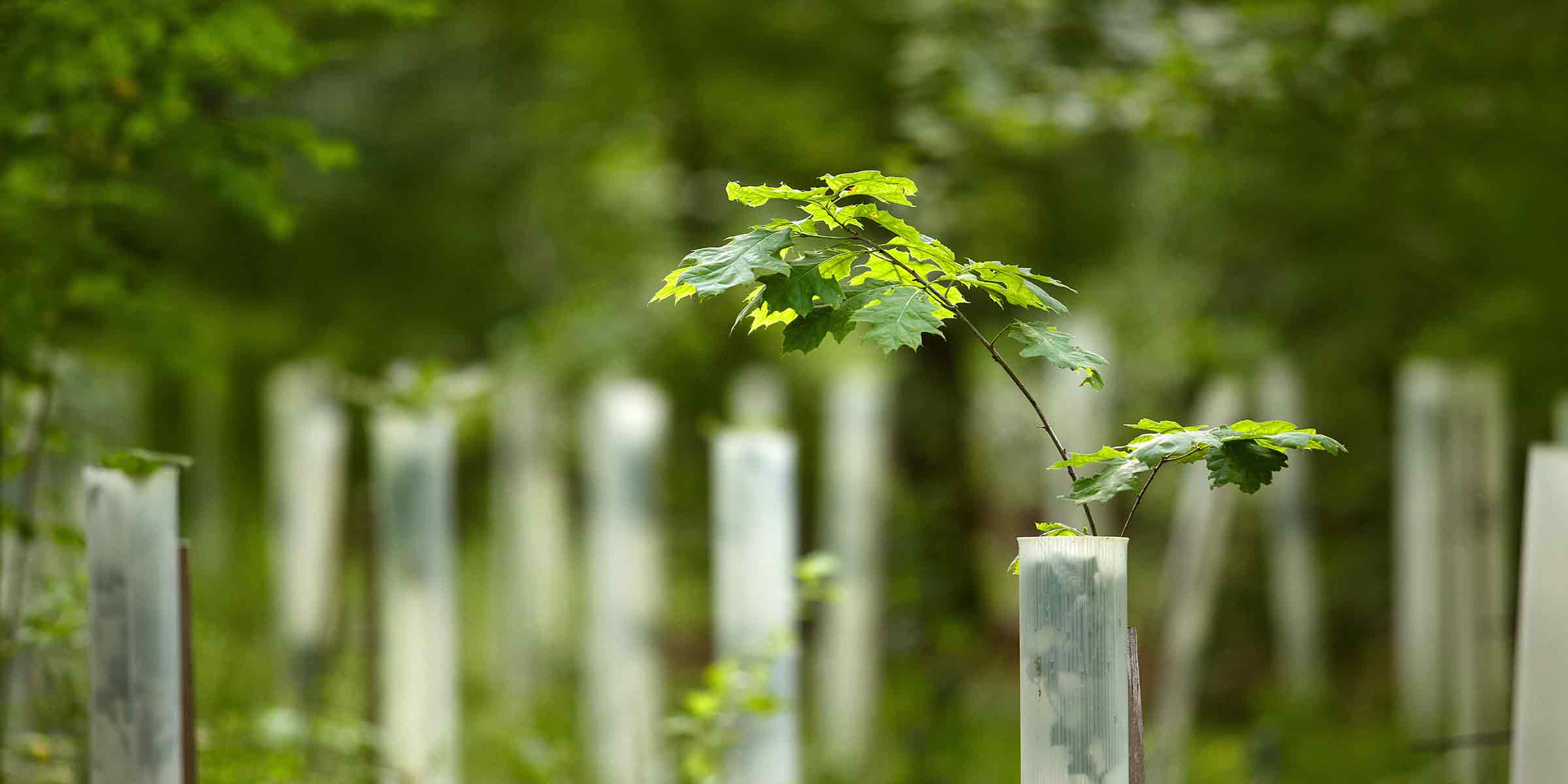 small sapling trees with protection around their trunks