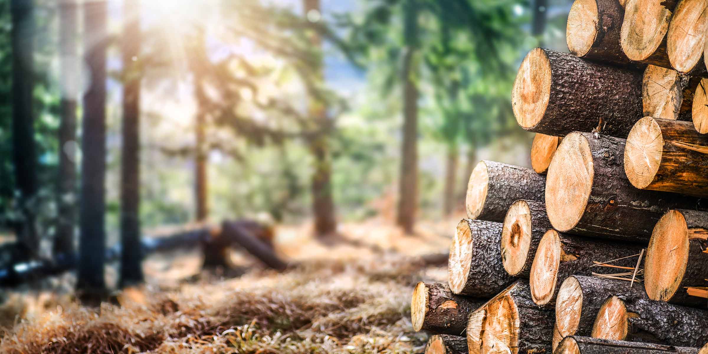 close up of freshly cut logs in a forest