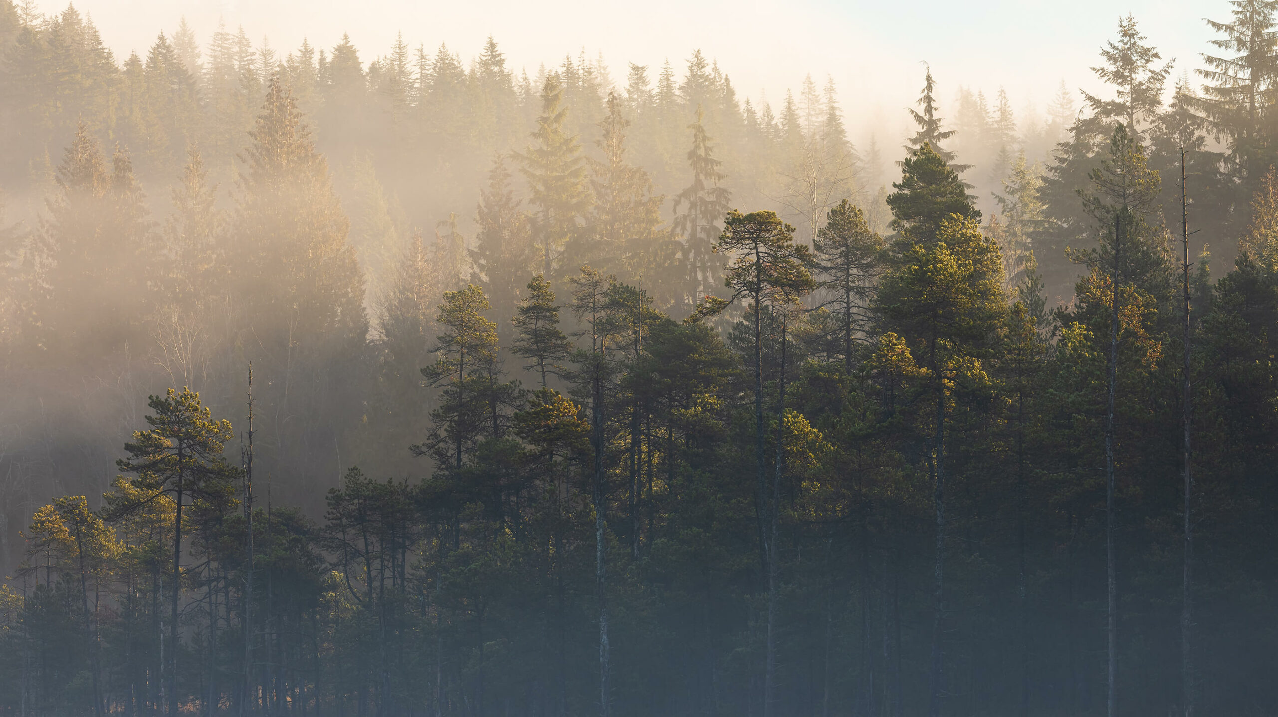 a misty aerial shot of a forest