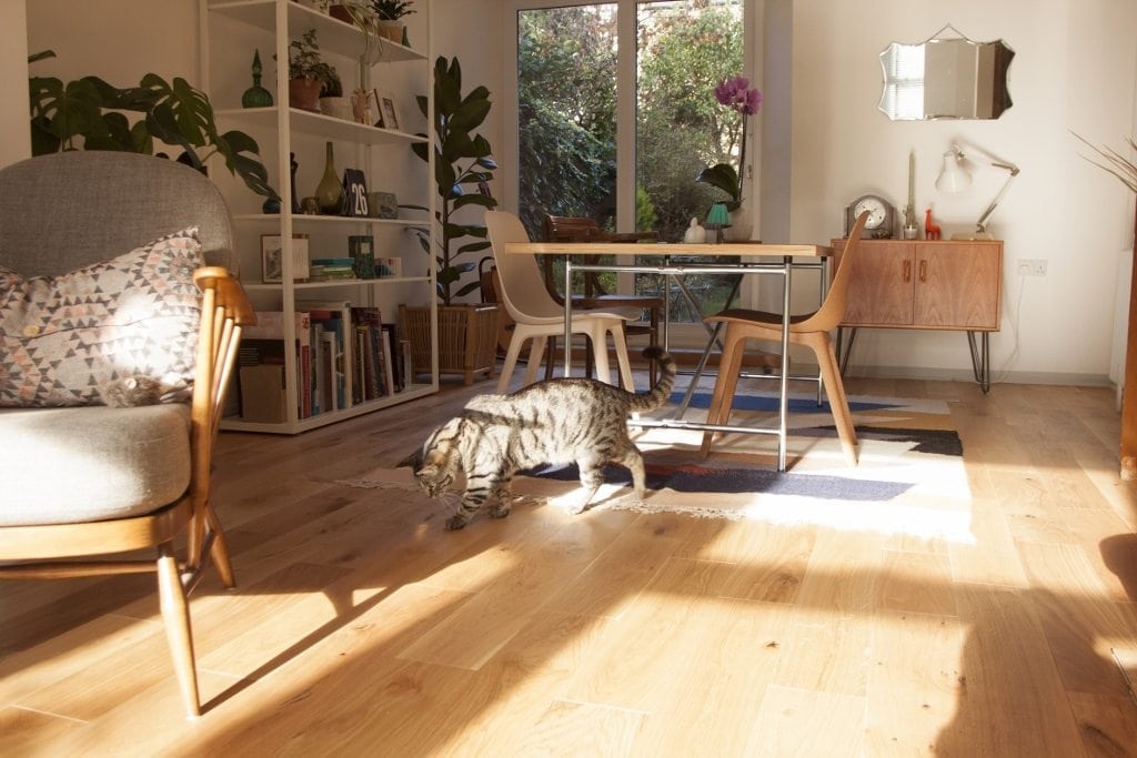 a cat walking on luxury wood flooring in a sunny living room