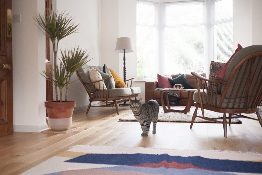 a cat looking at the camera in a sunny and modern living room with wood floors